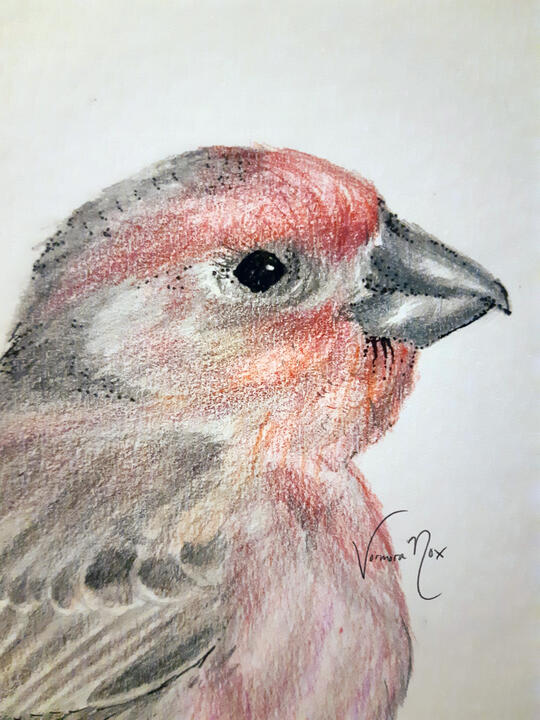 House Finch in Pencil Crayon