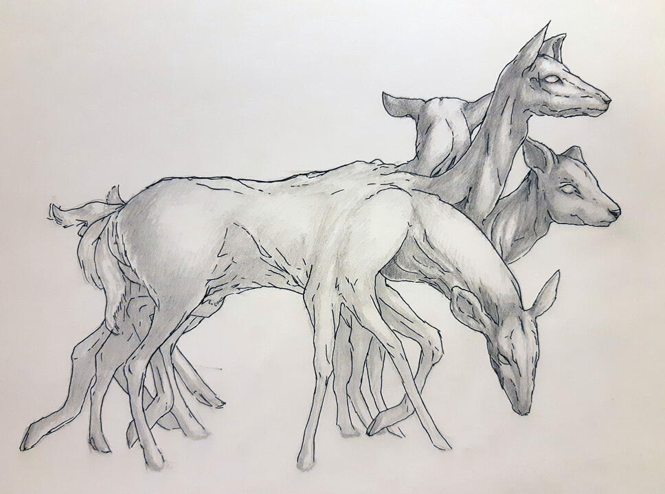 Oh Deer (Ink & Pencil)