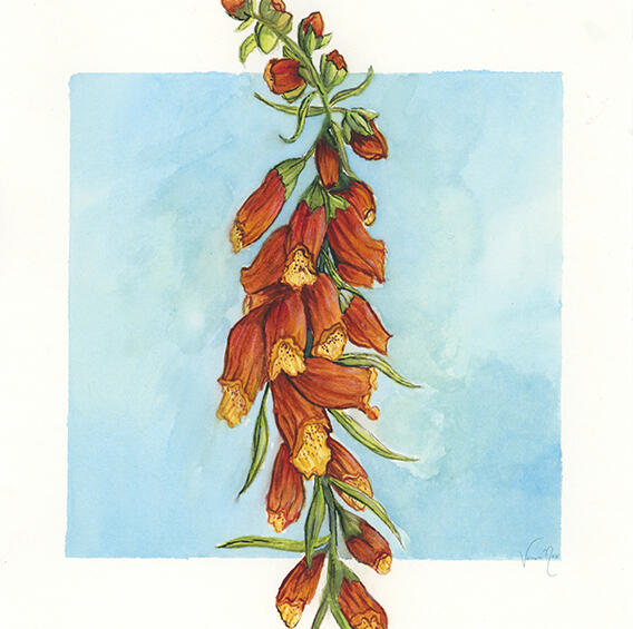 Foxglove in Watercolour
