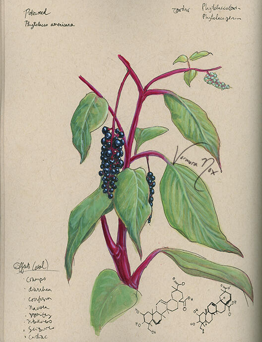Toxic Native Plant Series - Pokeweed (Watercolour & Gouache)