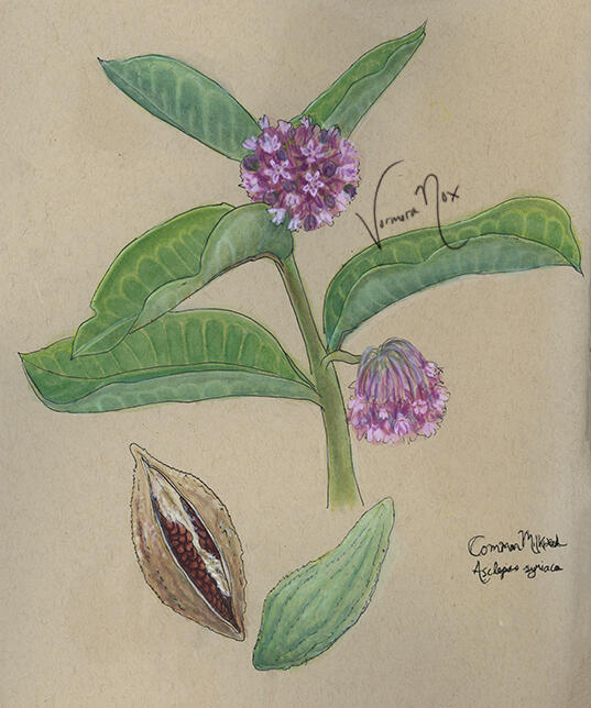 Toxic Native Plant Series - Milkweed 2 (Watercolour & Gouache)