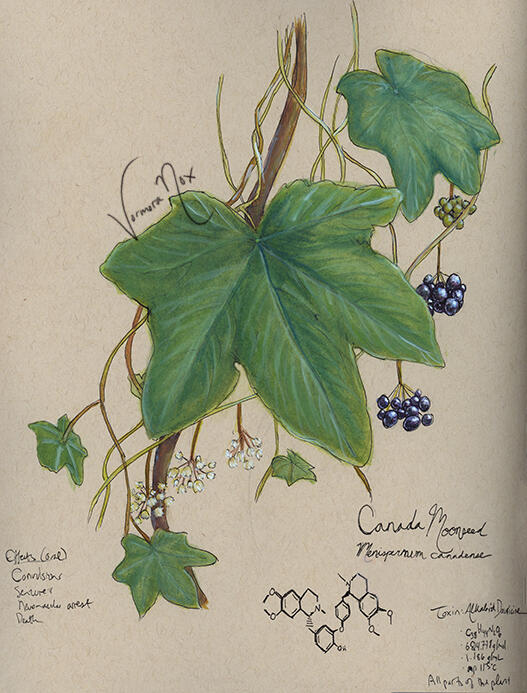 Toxic Native Plant Series - Moonseed Vine (Watercolour & Gouache)