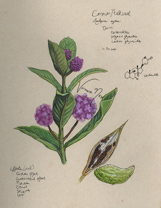 Toxic Native Plant Series - Milkweed (Watercolour & Gouache)
